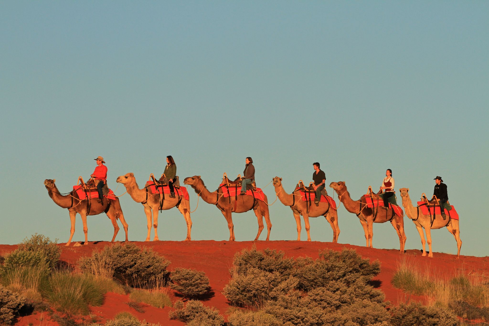 line of six camels and riders atop a sand dune in Australia